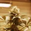 Flowering Cannabis Cola Under LED Grow Lights