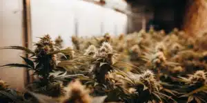 Indoor Cannabis Flowering Room with Mature Plants
