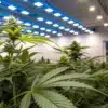 Indoor Cannabis Grow Under LED Lighting