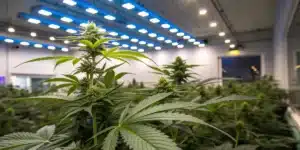 Indoor Cannabis Grow Under LED Lighting