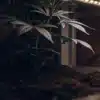 Young Cannabis Plant Under LED Grow Light