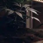 Young Cannabis Plant Under LED Grow Light