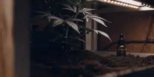 Young Cannabis Plant Under LED Grow Light