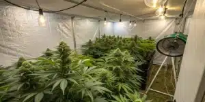 Indoor cannabis grow room with flowering plants under artificial grow lights.