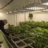 Inspecting Cannabis Plants in an Indoor Grow Room