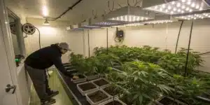 Inspecting Cannabis Plants in an Indoor Grow Room