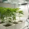 Indoor Cannabis Hydroponic Growing System
