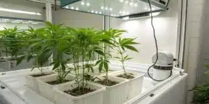 Indoor Cannabis Hydroponic Growing System