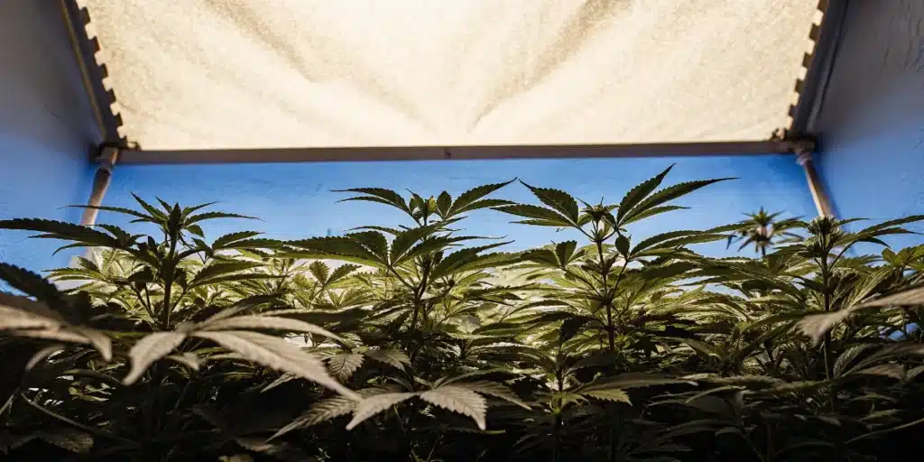 Indoor cannabis canopy growing beneath a full-spectrum LED grow light.