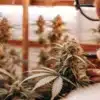 Inspecting Cannabis Buds for Harvest Readiness