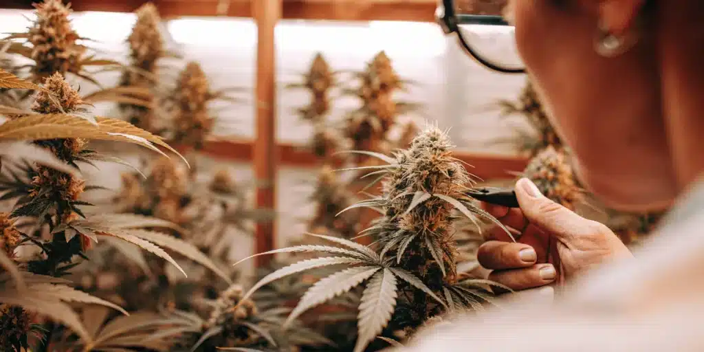 Inspecting Cannabis Buds for Harvest Readiness