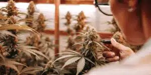 Inspecting Cannabis Buds for Harvest Readiness