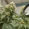 Inspecting Cannabis Trichomes with a Magnifying Glass