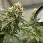 Inspecting Cannabis Trichomes with a Magnifying Glass