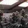 nspecting Flowering Cannabis Plants