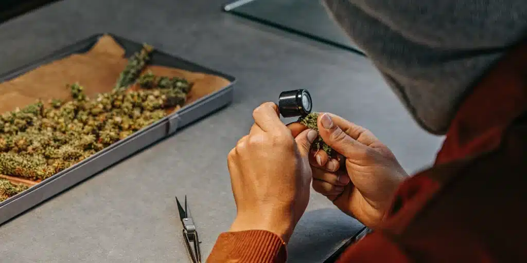 Inspecting Harvested Cannabis Bud with Jeweler's Loupe