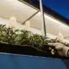 Inspecting a Hydroponic Root Mat