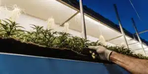Inspecting a Hydroponic Root Mat