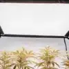 LED grow light panel illuminating indoor cannabis plants inside a grow tent.