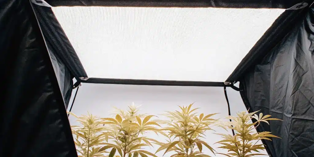 LED grow light panel illuminating indoor cannabis plants inside a grow tent.
