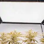 LED grow light panel illuminating indoor cannabis plants inside a grow tent.