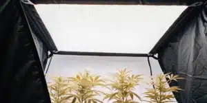 LED grow light panel illuminating indoor cannabis plants inside a grow tent.