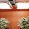 Flowering cannabis plants growing under full-spectrum LED grow lights indoors.