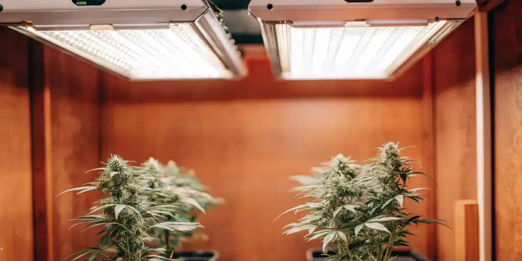 Flowering cannabis plants growing under full-spectrum LED grow lights indoors.