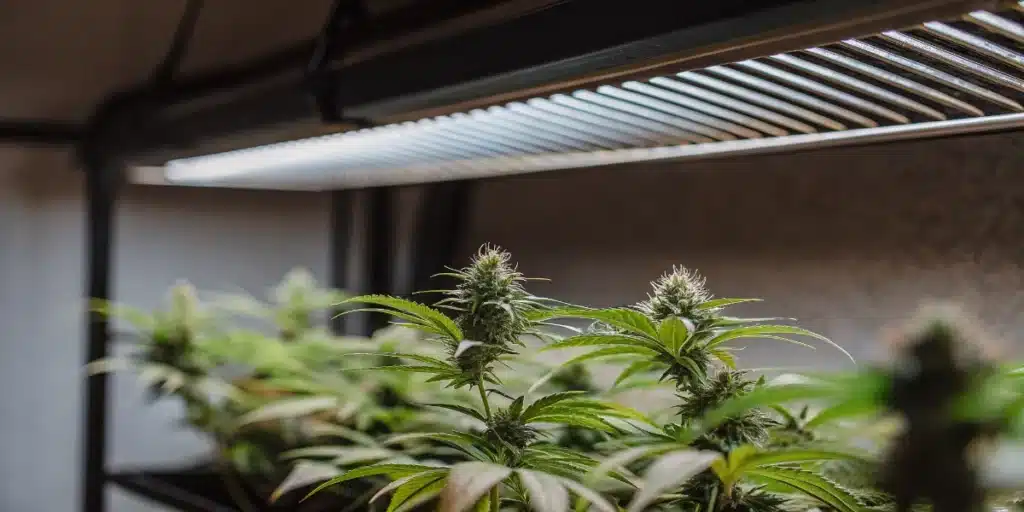 Cannabis plants flowering under full-spectrum LED grow lights in an indoor cultivation room.