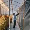 Grower adjusting blackout curtains inside a light deprivation cannabis greenhouse.