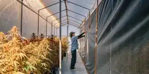 Grower adjusting blackout curtains inside a light deprivation cannabis greenhouse.
