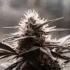 Macro close-up of a mature cannabis flower covered in resin-rich trichomes.