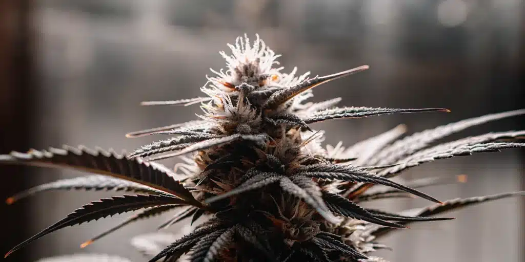 Macro close-up of a mature cannabis flower covered in resin-rich trichomes.