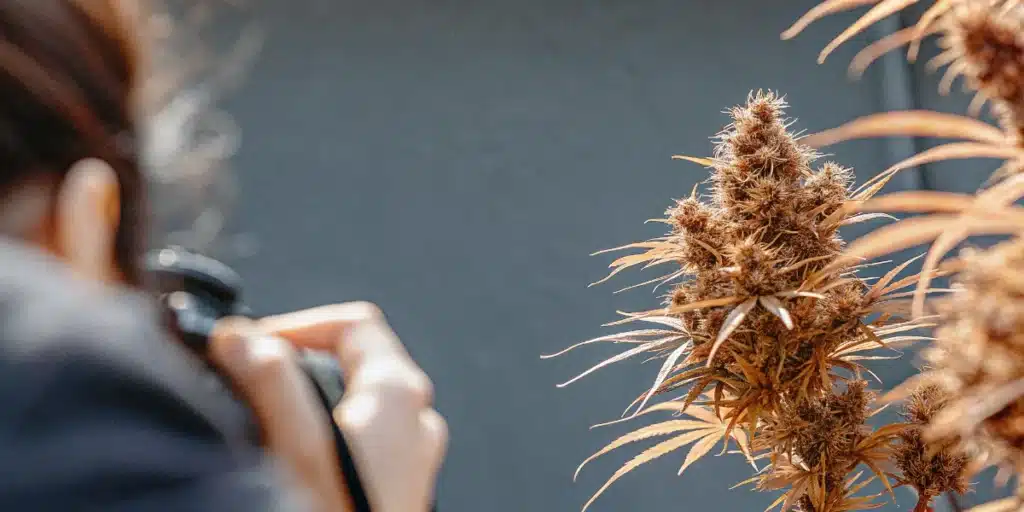 Photographer capturing a close-up image of a mature cannabis cola for quality inspection.