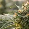 Mature Cannabis Cola Covered in Trichomes