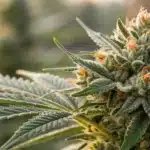 Mature Cannabis Cola Covered in Trichomes