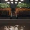 Cannabis plants growing in an NFT hydroponic system with exposed healthy roots above a nutrient solution reservoir.
