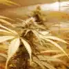 Nitrogen Deficiency in Flowering Cannabis Plant