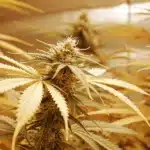 Nitrogen Deficiency in Flowering Cannabis Plant
