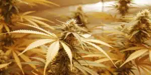 Nitrogen Deficiency in Flowering Cannabis Plant