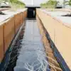 Young plants growing in a hydroponic NFT channel with visible roots extending through a nutrient stream.