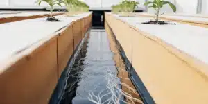 Young plants growing in a hydroponic NFT channel with visible roots extending through a nutrient stream.