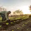 Planting Seedlings in a Home Garden