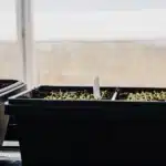 Seedling Trays for Greenhouse Germination