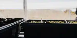 Seedling Trays for Greenhouse Germination