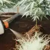 Soil Drench Treatment for Cannabis Plants
