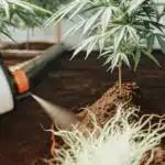 Soil Drench Treatment for Cannabis Plants