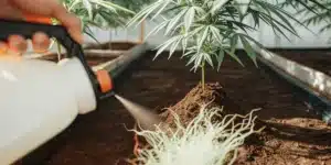 Soil Drench Treatment for Cannabis Plants