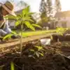 Transplanting Cannabis Seedlings Outdoors