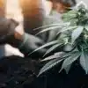 Transplanting a Flowering Cannabis Plant